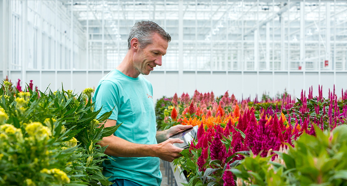 Werknemer in de kas met een ipad tussen de gekleurde planten.