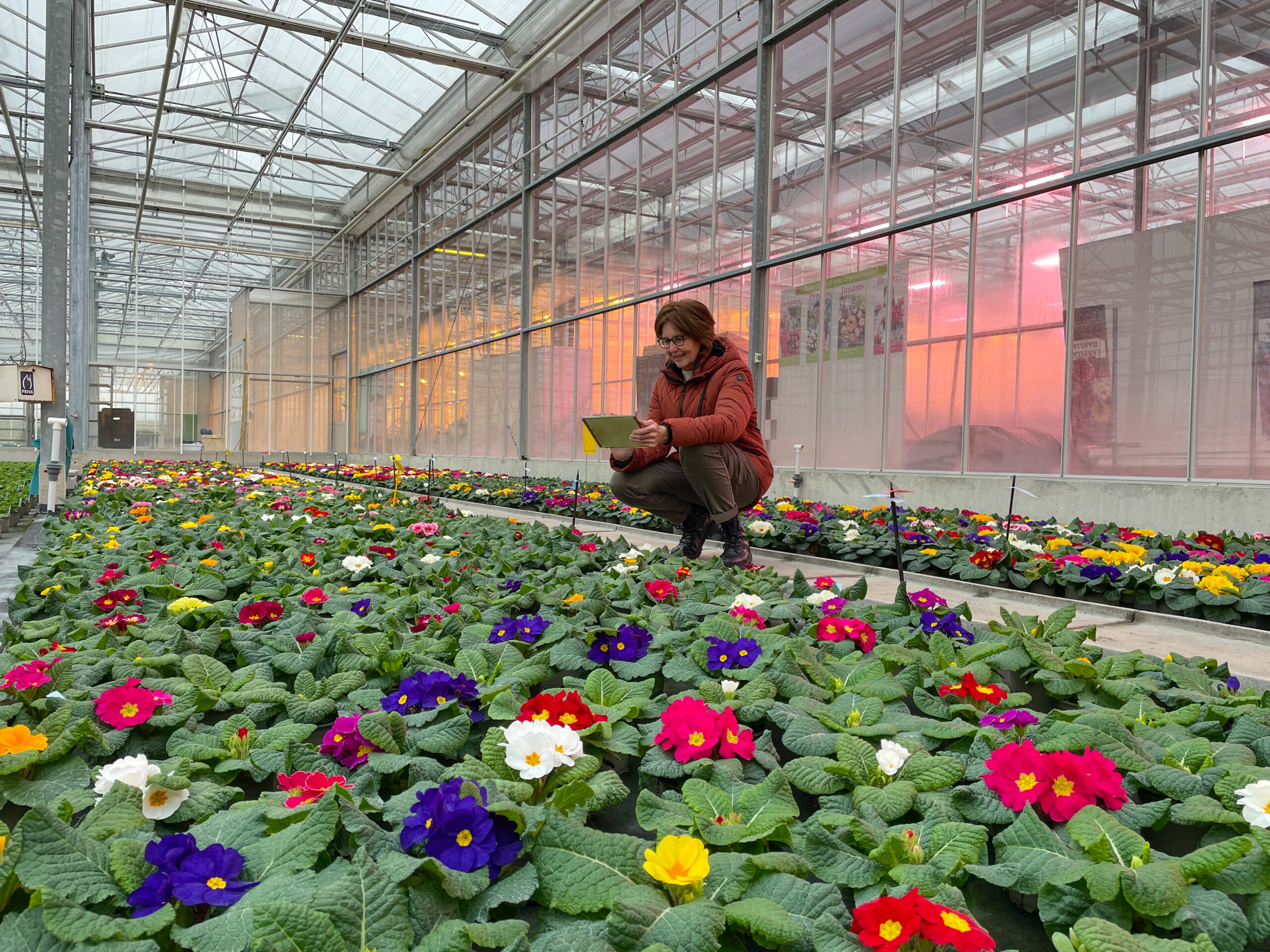 vacature-productmanager-blogbericht-zaad Henriëtte Veth in de kas met primula's.